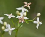 False baby's breath